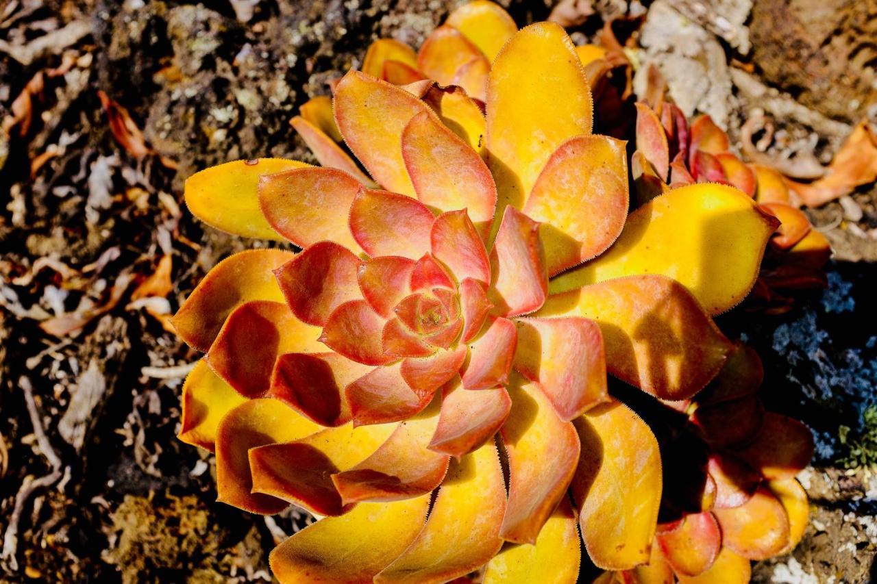 Finca Valentina Tigalate Dış mekan fotoğraf